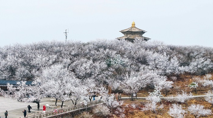花果山出現霧凇景觀.jpg