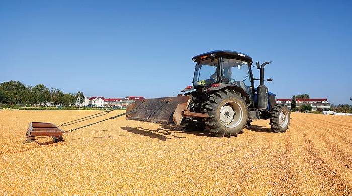 烘曬糧食 顆粒歸倉.jpg