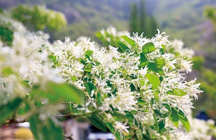 “千年糯米花王”進(jìn)入盛花期.jpg